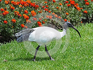 Australian White Ibis