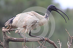 Australian White Ibis bird portrait