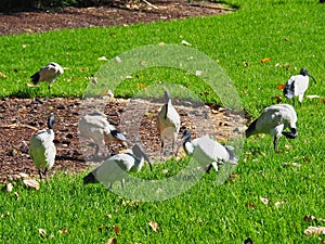Australian White Ibis Birds, Sydney, Australia
