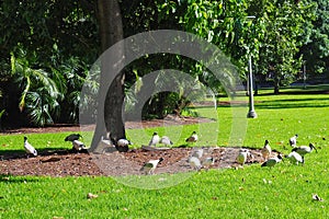 Australian White Ibis Birds, Sydney, Australia