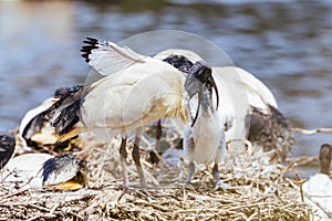 Australian White Ibis at Coolart Wetlands and Homestead in Somers, Australia
