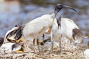 Australian White Ibis at Coolart Wetlands and Homestead in Somers, Australia