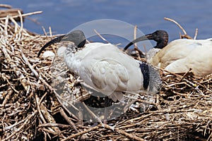 Australian White Ibis at Coolart Wetlands and Homestead in Somers, Australia