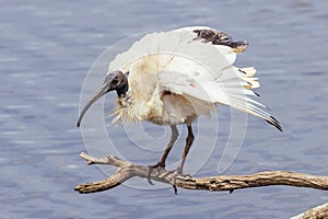 Australian White Ibis at Coolart Wetlands and Homestead in Somers, Australia