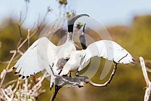 Australian White Ibis at Coolart Wetlands and Homestead in Somers, Australia