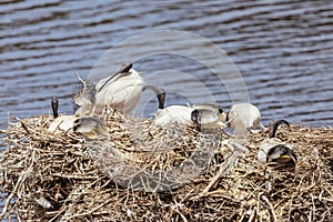 Australian White Ibis at Coolart Wetlands and Homestead in Somers, Australia