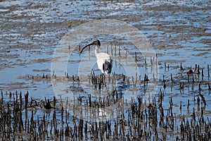 An Australian White Ibis forages for food on the mangrove mud flats of Pumicestone Passage near Brisbane, Queensland, Australia