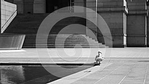 The Australian White ibis in front of the Anzac Memorial