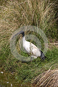 Australian white ibis in grass beside lake