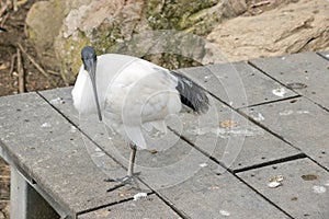 the Australian white ibis is on a jetty looking down at the water for food