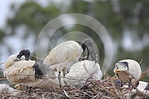 Australian White Ibis juvenile feeding