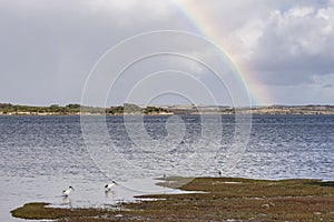 Australian White Ibis in the Kangaroo Island Sea with a rainbow in the background, Western Australia