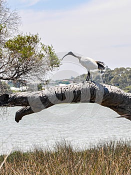 Australian White Ibis: Lake Coogee, Western Australia