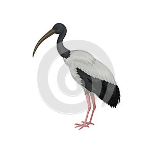 Australian white ibis. Large bird with black and white feathers and long beak. Wildlife theme. Detailed flat vector icon photo