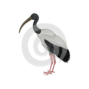 Australian white ibis. Large bird with black and white feathers and long beak. Wildlife theme. Detailed flat vector icon