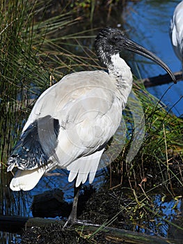 Australian White Ibis in a pine tree