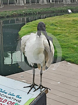 Australiano blanco en real jardín 