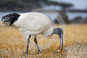 Australian White Ibis standing on grass field. Threskiornis molucca