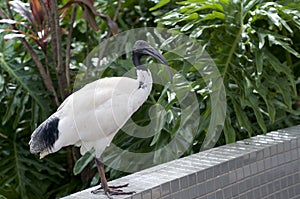 The Australian white ibis Threskiornis molucca