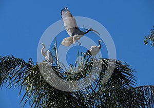 Australian White Ibis (Threskiornis molucca