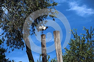 Australian White Ibis (Threskiornis molucca