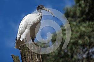 Australian White Ibis (Threskiornis molucca