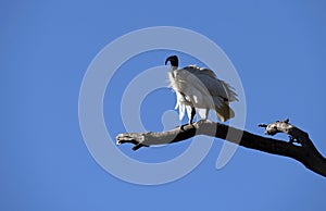 Australian White Ibis (Threskiornis molucca