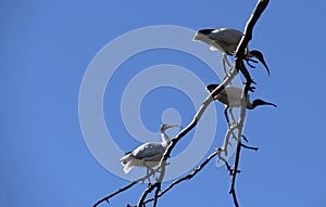 Australian White Ibis (Threskiornis molucca