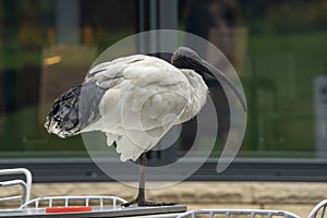 Australian white ibis (threskiornis molucca)