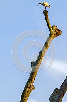 Australian white ibis (Threskiornis molucca)