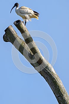 Australian white ibis (Threskiornis molucca)