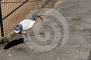 Australian White Ibis (Threskiornis molucca) carrying nesting material