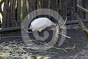 Australian White Ibis (Threskiornis molucca) carrying nesting material