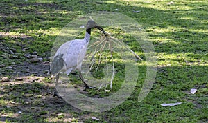 Australian White Ibis (Threskiornis molucca) carrying nesting material