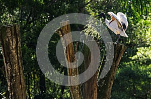 An Australian White Ibis (Threskiornis molucca) carrying nesting material