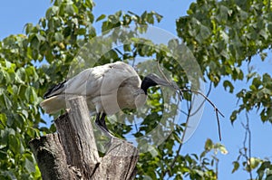 An Australian White Ibis (Threskiornis molucca) carrying nesting material