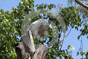 An Australian White Ibis (Threskiornis molucca) carrying nesting material