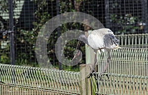 Australian White Ibis (Threskiornis molucca) catches a fish