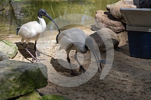 An Australian White Ibis (Threskiornis molucca) catches a fish