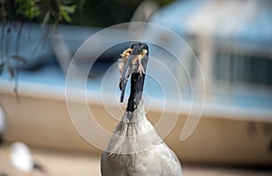 An Australian White Ibis (Threskiornis molucca) catches prey