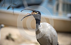 An Australian White Ibis (Threskiornis molucca) catches prey