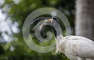 An Australian White Ibis (Threskiornis molucca) catches prey