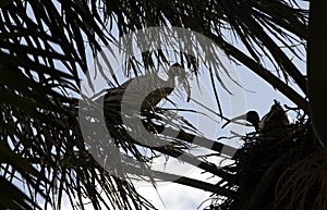 An Australian White Ibis (Threskiornis molucca) with a chick perched on a tree