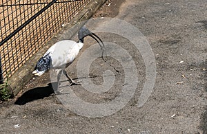 Australian White Ibis (Threskiornis molucca) collecting nesting material