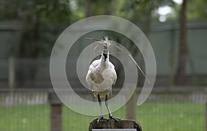 An Australian White Ibis (Threskiornis molucca) collecting nesting material