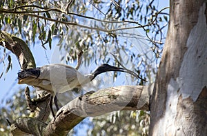 An Australian White Ibis (Threskiornis molucca) collecting nesting material
