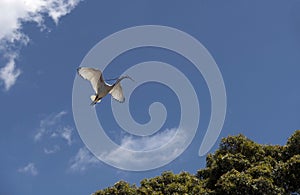 An Australian White Ibis (Threskiornis molucca) collecting nesting material