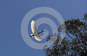 An Australian White Ibis (Threskiornis molucca) collecting nesting material