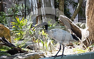 An Australian White Ibis (Threskiornis molucca) collecting nesting material