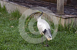 An Australian White Ibis (Threskiornis molucca) collecting nesting material